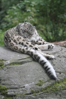 animal