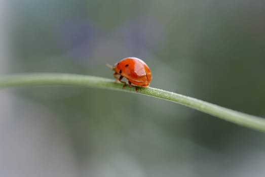 Cockchafer 02