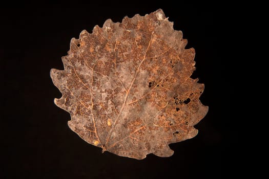 dry fallen autumn leaf with black background