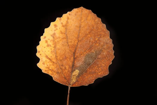 dry fallen autumn leaf with black background