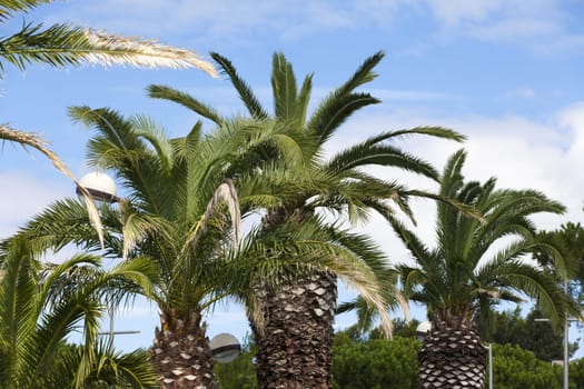Palm trees on a road in Gruissan in the south of France