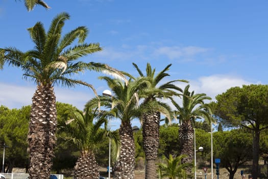 Palm trees and pine trees on a road in Gruissan in the south of France