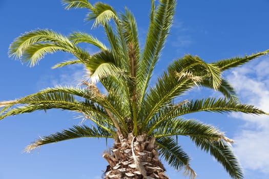 Beautiful large palm tree in front of blue sky in the south of France
