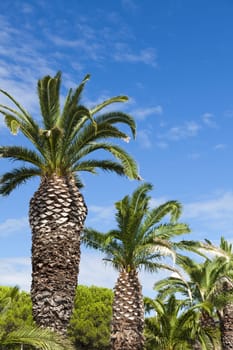 Large palm trees on a road in Gruissan in the south of France