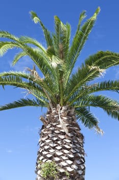 Beautiful large palm tree in front of blue sky in the south of France