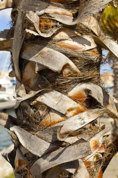 Trunk of a palm tree as a detailed close-up