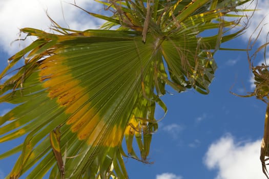 Big palm frond swaying in the wind against blue sky