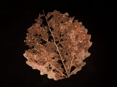 dry fallen autumn leaf with black background
