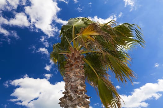 Beautiful big palm tree swaying in the wind against blue sky in the south of France