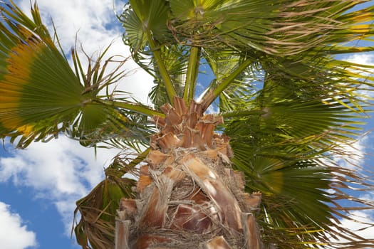 Beautiful large palm tree in front of blue sky in the south of France