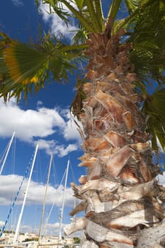 Extreme fisheye angle of view past a palm tree to the port of Gruissan in southern France