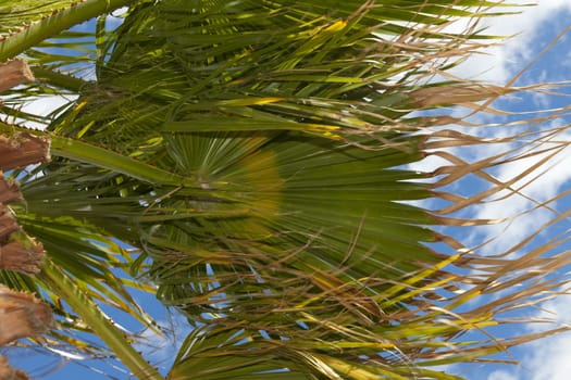 Big palm frond swaying in the wind against blue sky