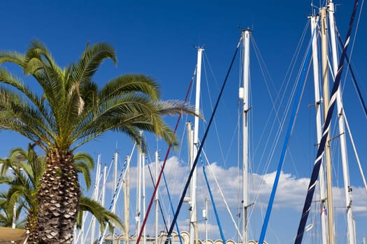 Palm trees and sailboat masts against blue skies in the port of Gruissan in the south of France