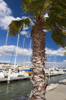 View past a palm tree to the port of Gruissan in the south of France