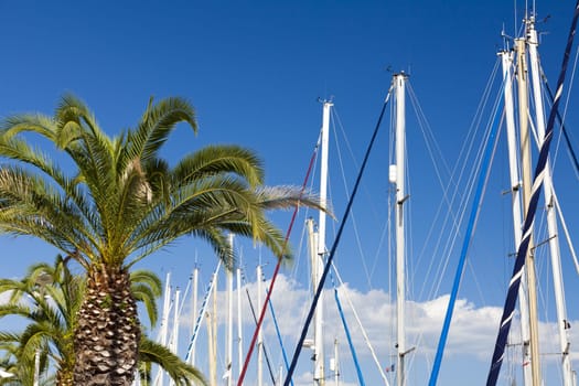 Palm trees and sailboat masts against blue skies in the port of Gruissan in the south of France