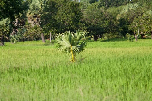 Palm tree in rice field,landscape in Asia
