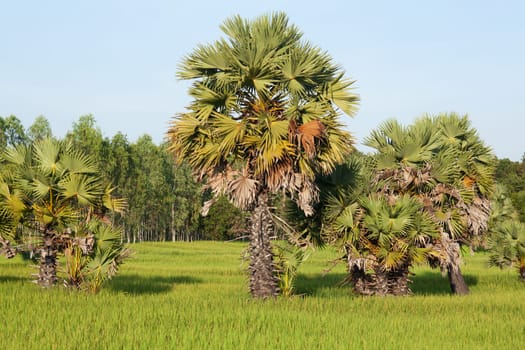 Palm tree in rice field,landscape in Asia