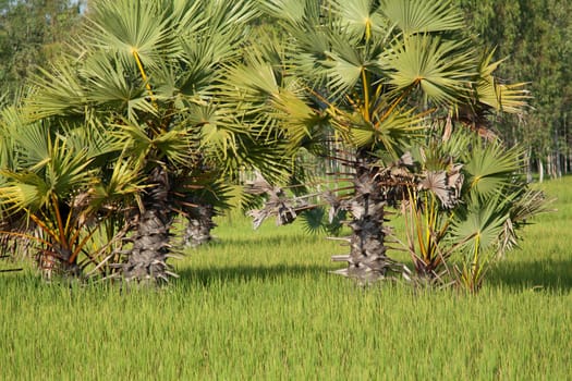 Palm tree in rice field,landscape in Asia