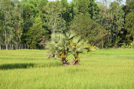 Palm tree in rice field,landscape in Asia