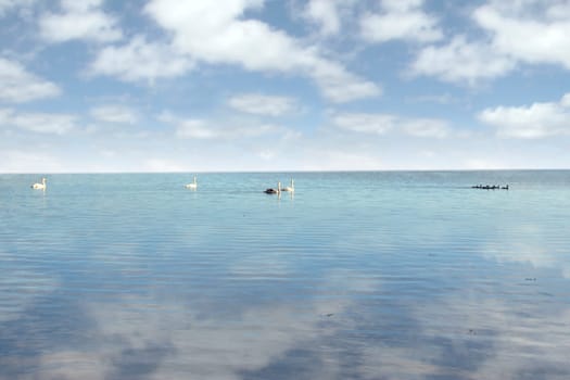 a family of swans gliding peacefuly on the water with a cloudy background and reflection