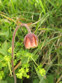 Brook Carnation - Geum rivale