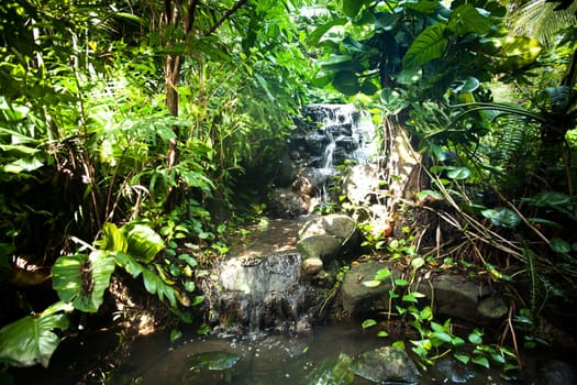 Waterfall in the rainforest,quiet scene with many plants