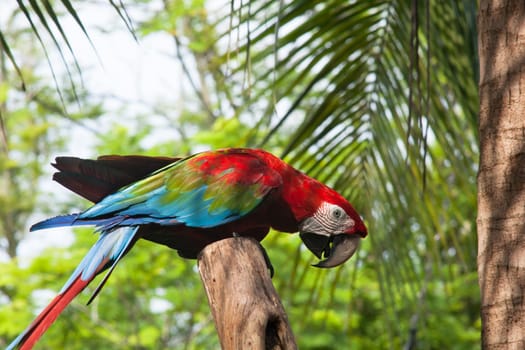 Parrot,exotic bird in tropical environment