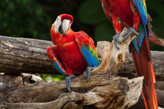 Parrot,exotic bird in tropical environment