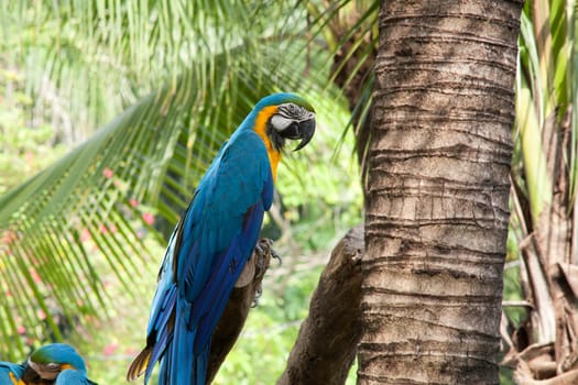 Parrot,exotic bird in tropical environment
