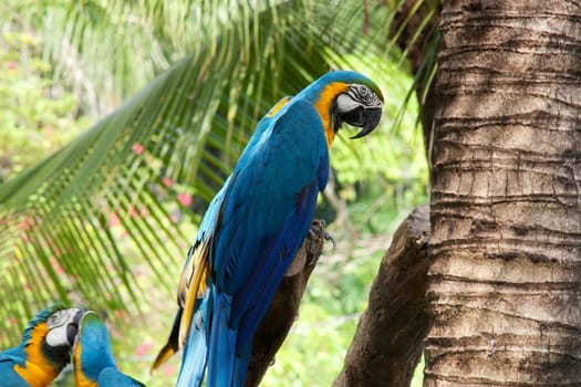 Parrot,exotic bird in tropical environment