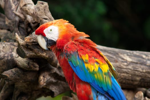 Parrot,exotic bird in tropical environment