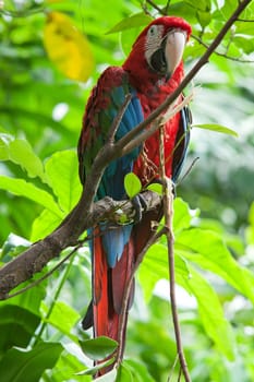 Parrot,tropical bird in nature