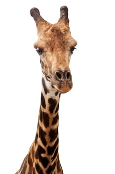 Giraffe isolated against white background,portrait of head and neck