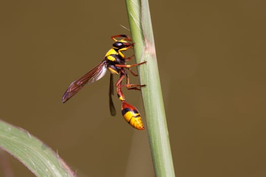 Wasp,close-up of insect in nature