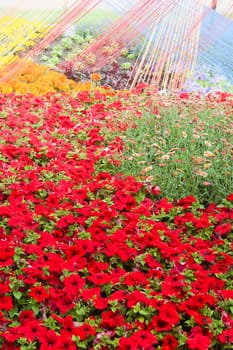 Background from beautiful red flowers