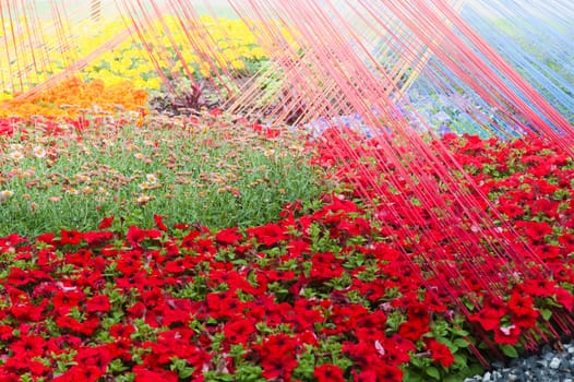 Background from beautiful red flowers