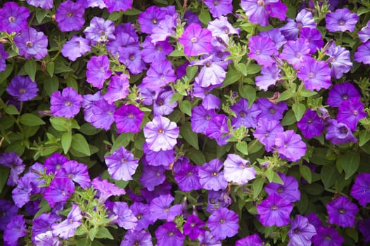 Background from beautiful dark blue flowers