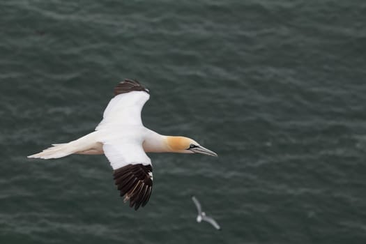 Gannet (Morus bassanus) in flight on Heligoland.