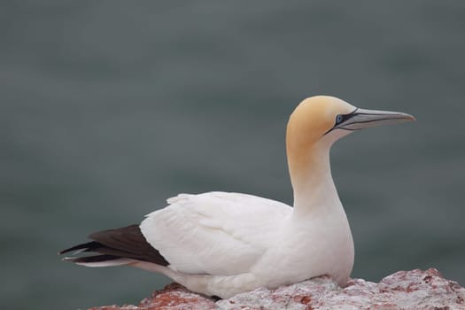 Gannet (Morus bassanus) on Heligoland.