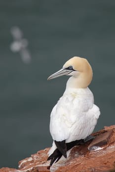 Gannet (Morus bassanus) on Heligoland.