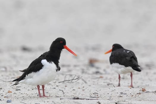 Oystercatcher (Haematopus ostralegus) on Heligoland.