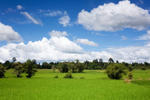 Landscape with rice field,nature with wonderful cumulus clouds