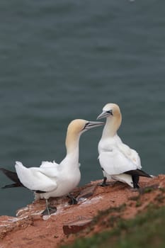 Gannet (Morus bassanus) on Heligoland.