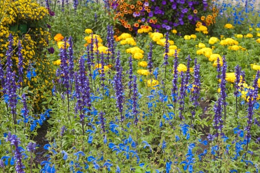 beautiful flowers in the garden, close-up