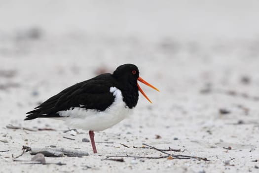 Oystercatcher (Haematopus ostralegus) on Heligoland.
