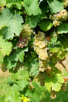 Vines