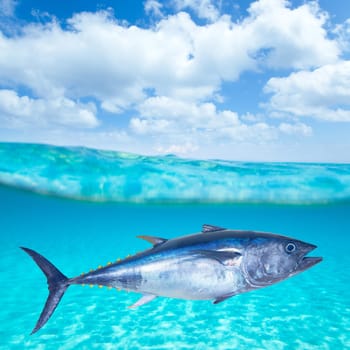 Bluefin tuna Thunnus thynnus swimming underwater photo mount