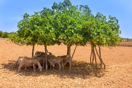 flock of sheep under fig tree shadow on summer hot day in forentera