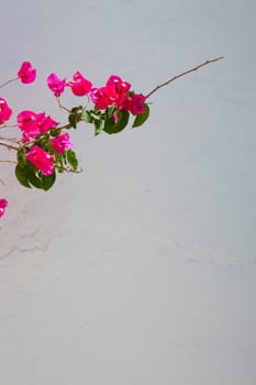 Bougainvillea pink flowers on mediterranean white wall