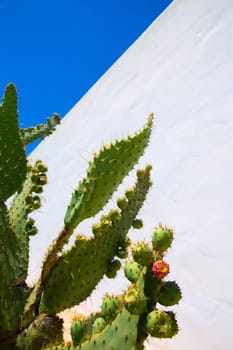 chumbera nopal prickly pear fruits plant